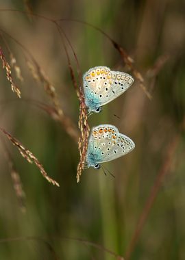 Colorful butterflies