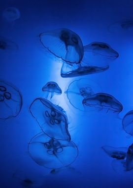 Blue Jellyfish