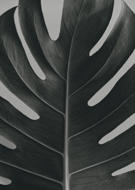 Leaf In Black and White