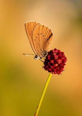 Summer butterfly