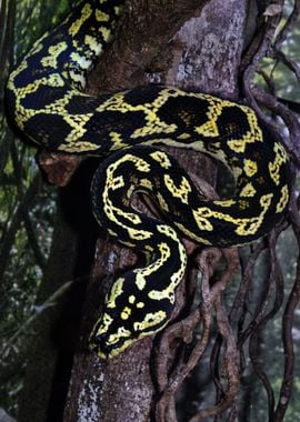 Jungle Carpet Python