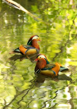 Colorful Bird Floating