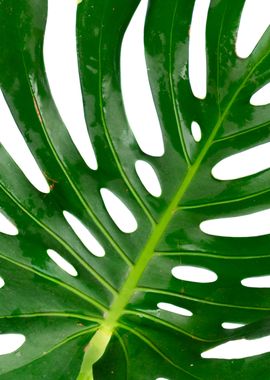 Monstera Leaf