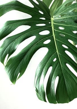 Monstera Leaf