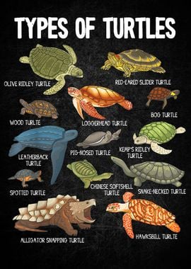 Types of Turtle