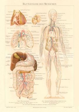 Medicine Human blood vesse