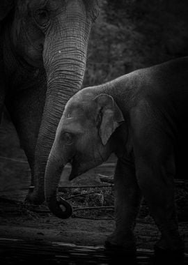 Mama and child elephant