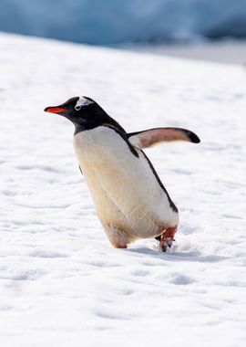 Gentoo Penguin