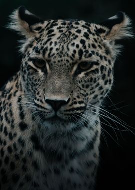 Leopard in the wild