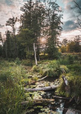 Moody Marsh Landscape