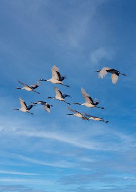 Japanese cranes bird fly