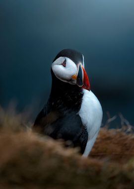 Puffin Iceland