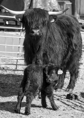 highland cattle