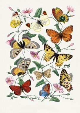 Butterfly  moth painting