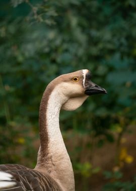 photography of goose