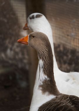 photography of ducks