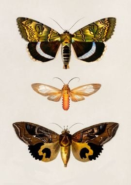 3 butterflies vintage