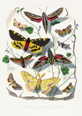 butterflies and flowers