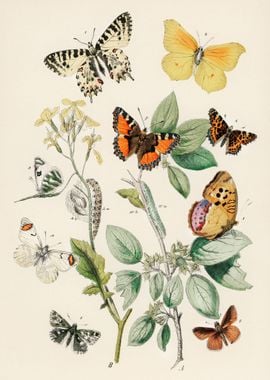 butterflies and moths