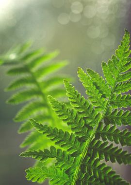 Fern