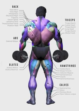 'Fitness Muscle Chart' Poster, picture, metal print, paint by Basues ...