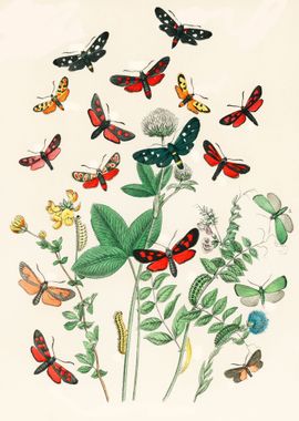 Illustrations Butterflies 