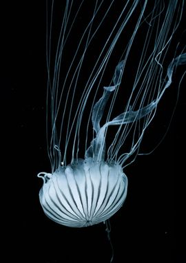 Jellyfish swimming