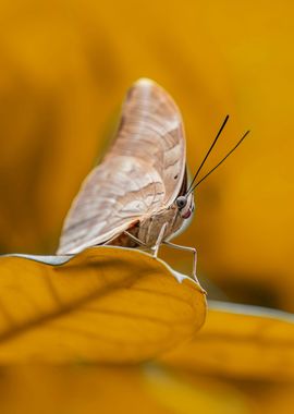 Restin on the leaf