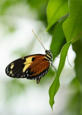 At the butterly garden I