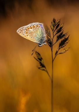 At the butterly garden II