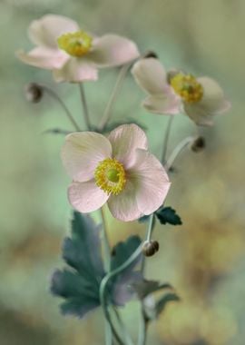 White Anemone