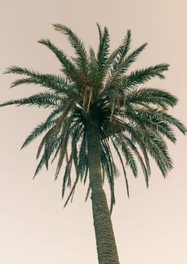 Palm Tree Beach Dream 6