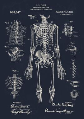 Anatomical Human Skeleton