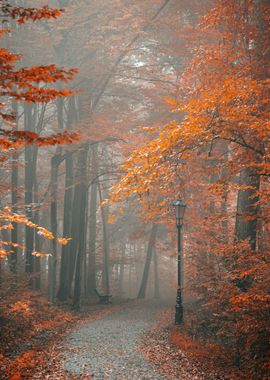 Autumn alley in foggy day