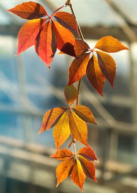 Autumn leaves