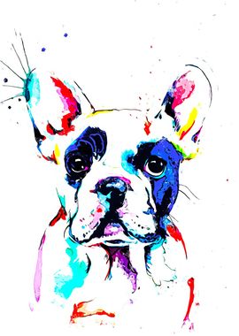 French Bulldog