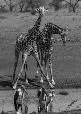 Two Giraffes At Waterhole