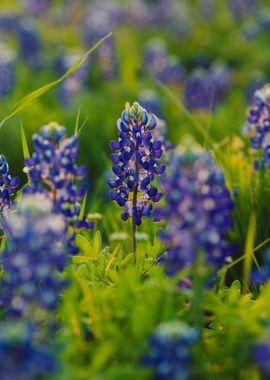 Bluebonnet