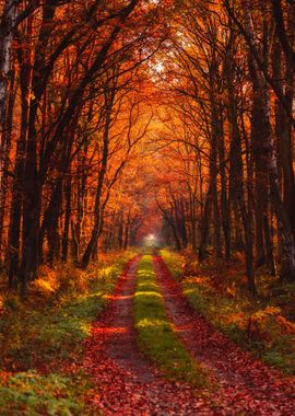 Autumn forest road at warm