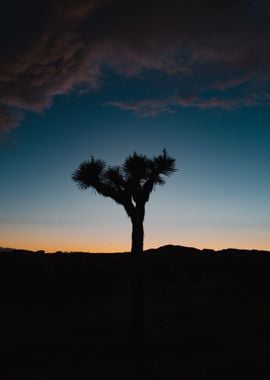  Joshua Tree 4K