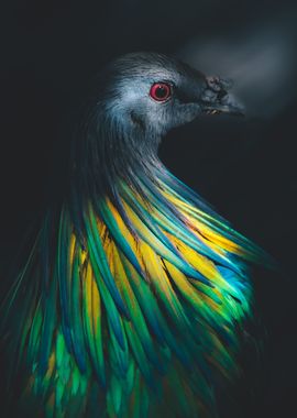 a Nicobar Pigeon