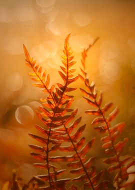 Fern leaf in autumn forest