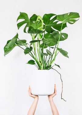 Green Plant on White Pot