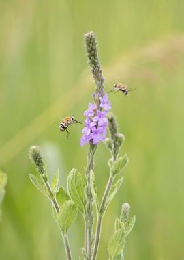 Life on the prairie