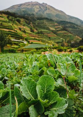 nature vegetable