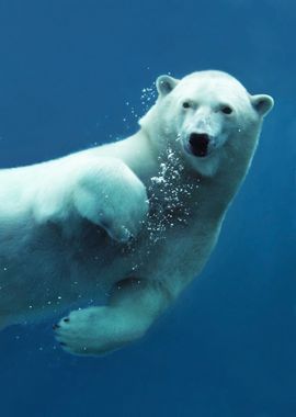 Swimming Polar Bear