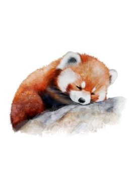 Baby Red Panda Watercolor 