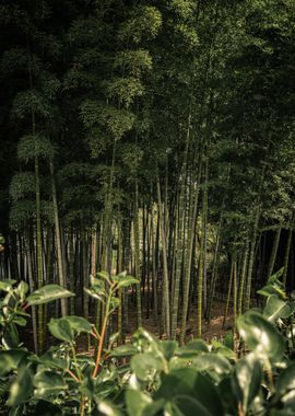 Japan Bamboo Forest