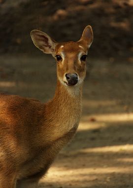 Brown little deer