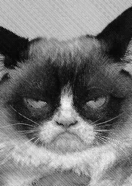 grumpy cat